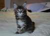 Magnifiques chatons maine coon - photo 2