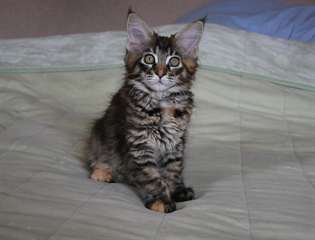 Magnifiques chatons maine coon