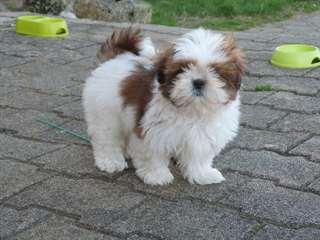 Superbes chiots shih tzu contre bon soins