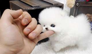 Je donne le plus petit chiot du monde contre bons