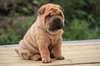 Superbes Chiots shar pei - photo 1