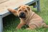 Superbes Chiots shar pei - photo 2