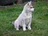 Deux magnifiques chiots Husky sibérien - photo 1