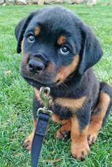 Chiot mâle rottweiler