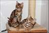 Magnifiques chatons Bengal - photo 1
