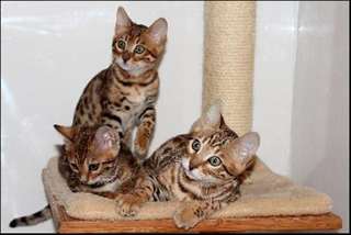 Magnifiques chatons Bengal
