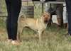 adorable chiot Sharpei de pure race Pour Noel - photo 2