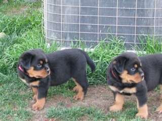chiots rottweiler  masculins