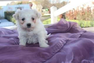 Donne Bichon Maltais