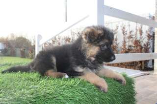 Donne berger allemand femelle