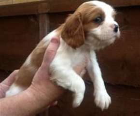 Cavalier King Charles Spaniel chiots