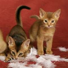 Incroyable Arbre Bleu Russe Prêt