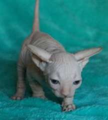 Jolie chatons Sphynx canadienne