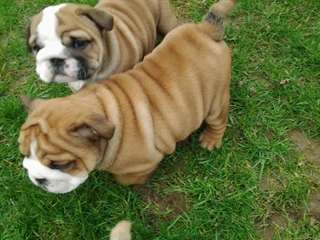 Super mignons chiots Bulldog anglais pour Noël