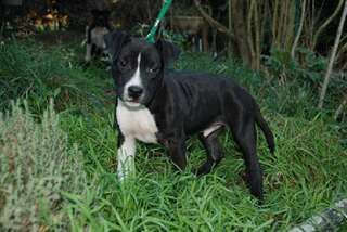 Pour noel adorable chiot American staffordshire