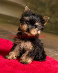 bien formés chiots yorkshire
