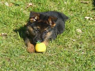 chiot berger allemand a donner pour Noël
