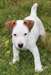 adorable chiot Jack Russell de pure race - photo 1
