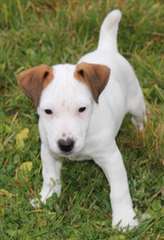 adorable chiot Jack Russell de pure race