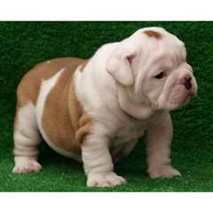 3 chiots bulldog anglais  à donner pucés