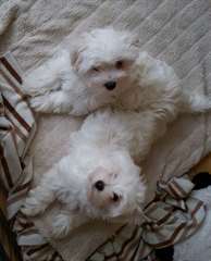 Maltese Puppy for a loving home(971)777-6581