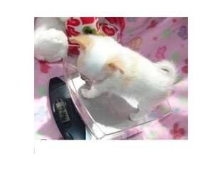 Donne Très jolie chiot chihuahua femelle LOF très