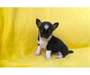 Donne pour Noél magnifique chiot chihuahua femelle - photo 1