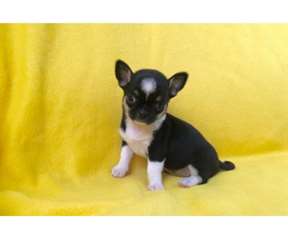 Donne pour Noél magnifique chiot chihuahua femelle