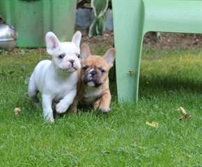 Magnifique chiots bouledogue français.