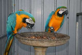 Talkative macaw parrots and fertile eggs for sale