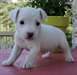 adorable chiot Jack Russell de pure race - photo 1