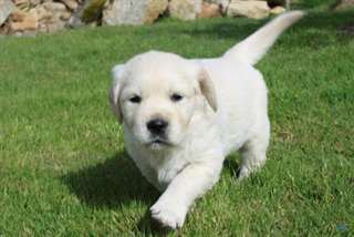 Donne chiot Golden Retriever male