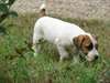 adorable chiot Jack Russell de pure race pour noel - photo 1
