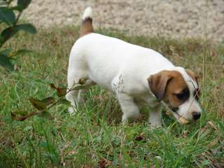adorable chiot Jack Russell de pure race pour noel