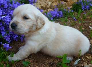 adorable chiot Golden retriever de pure race