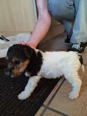 fox-terriers