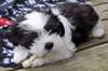 Chiot Shih Tzu prêt pour rehoming - photo 1