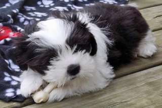 Chiot Shih Tzu prêt pour rehoming