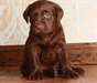 mignons chiots labrador chocolat pour adoption - photo 1