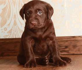 mignons chiots labrador chocolat pour adoption
