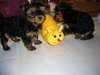2 Chiots de race Yorkie pour adoption - photo 1
