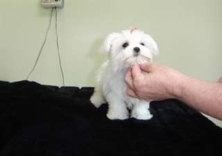 Mignon et adorable chiots maltais