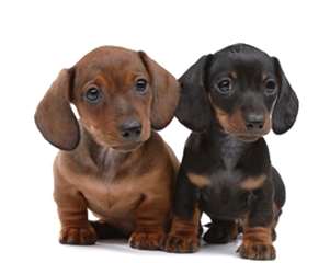 adorables chiots Teckel pour adoption