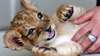 Adorable baby cubs for sale - photo 1