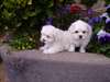Magnifiques chiots bichon maltais à donner - photo 1