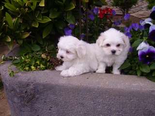 Magnifiques chiots bichon maltais à donner