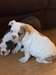 bulldog anglais chiots. texte (219) 213-6989 - photo 1