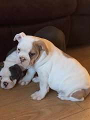 bulldog anglais chiots. texte (219) 213-6989