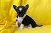 Donnemagnifique chiot chihuahua femelle - photo 1