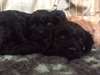 cavapoo disponible - photo 1
